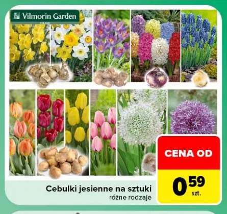 Cebulki jesienne na sztuki Vilmorin Garden