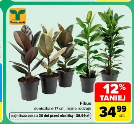 Fikus doniczka ø 17 cm