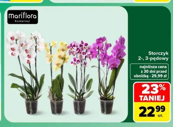 Storczyk 2-pędowy Mariflora +1 wariant