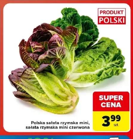 Sałata rzymska mini polska +1 wariant