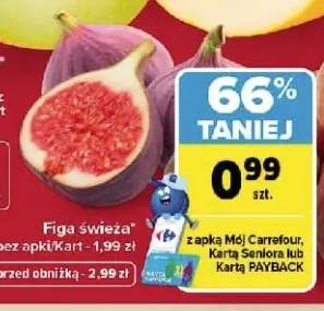 Figa świeża