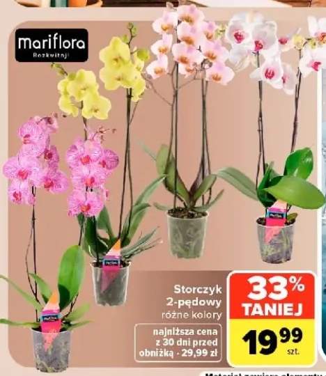 Storczyk 2-pędowy Mariflora
