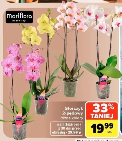 Storczyk 2-pędowy Mariflora