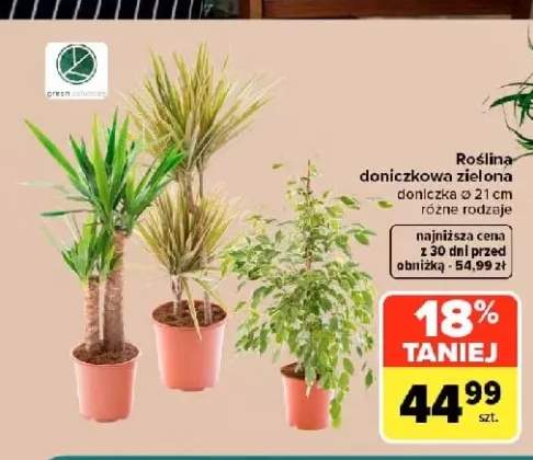 Roślina doniczkowa zielona Green Solutions