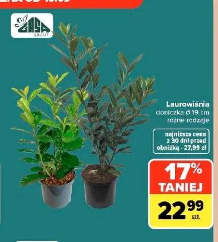 Laurowiśnia doniczka Ø 19 cm Gasa Group