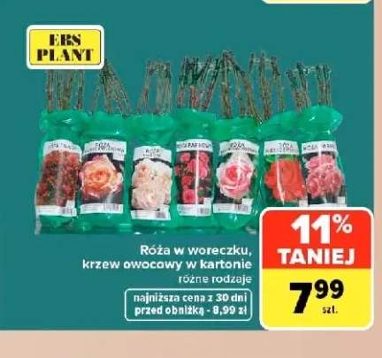 Róża w woreczku Ebs Plant +1 wariant