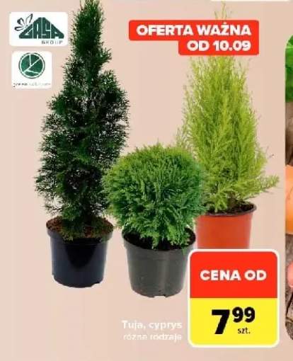 Tuja Gasa Group +1 wariant