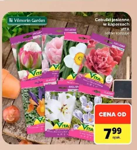 Cebulki jesienne w kapersach Vita