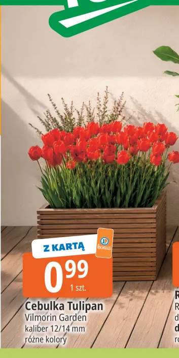 cebulki kwiatów