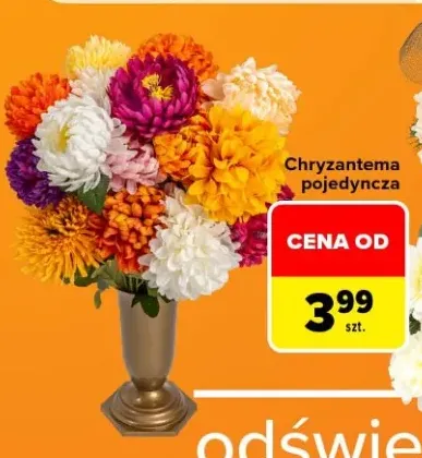 Chryzantema pojedyncza