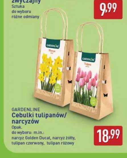 cebulki kwiatów