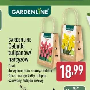 cebulki kwiatów