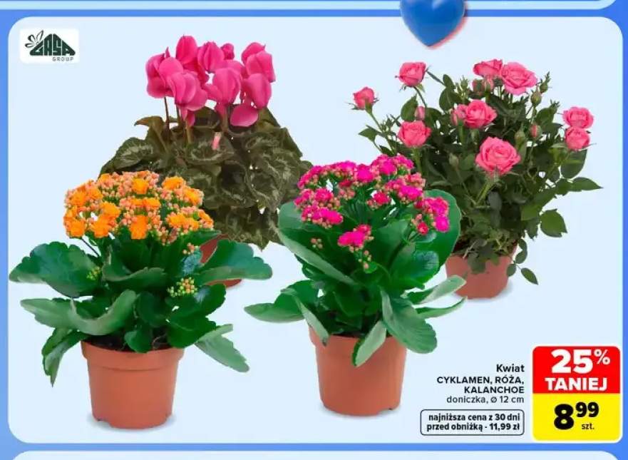 Kwiat kalanchoe Zala Group +2 warianty