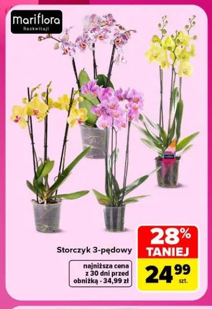 Storczyk 3-pędowy Mariflora
