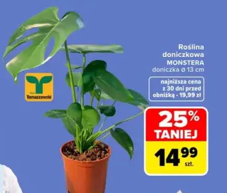 Roślina doniczkowa Monstera doniczka Ø 13 cm Tomaszewski