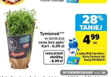 Tymianek w doniczce