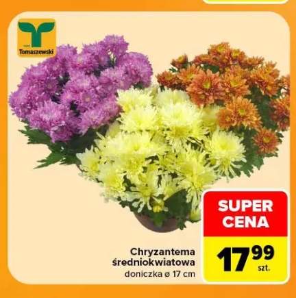 Chryzantema średniokwiatowa doniczka ø 17 cm Tomaszewski