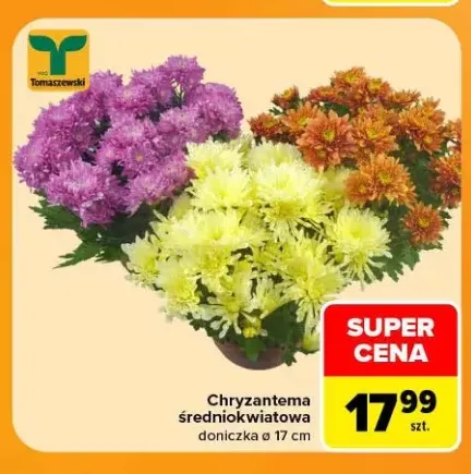 Chryzantema średniokwiatowa doniczka ø 17 cm Tomaszewski