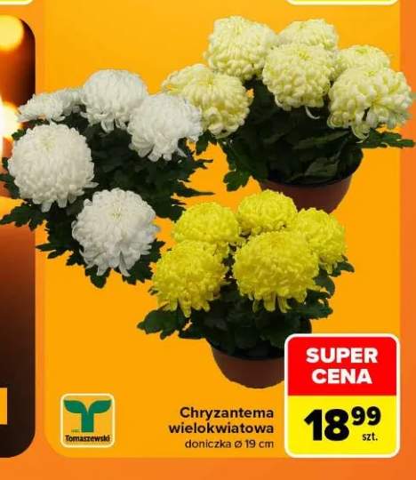 Chryzantema wielokwiatowa Tomaszewski