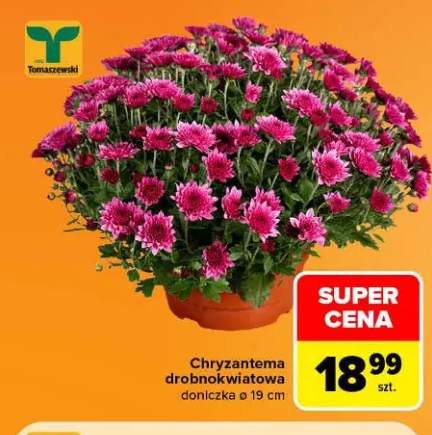 Chryzantema drobnokwiatowa doniczka ø 19 cm Tomaszewski