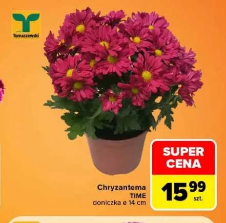 Chryzantema Time doniczka ø 14 cm Tomaszewski