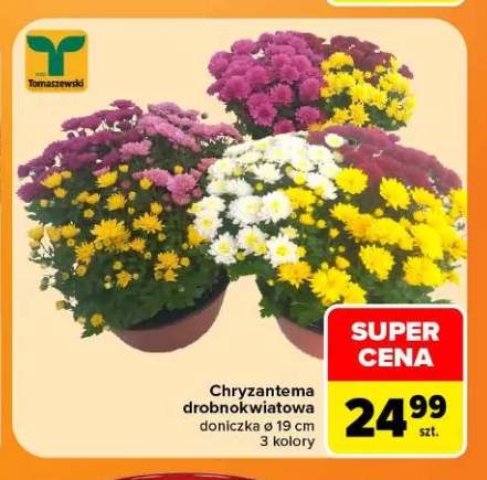 Chryzantema drobnokwiatowa doniczka ø 19 cm 3 kolory Tomaszewski