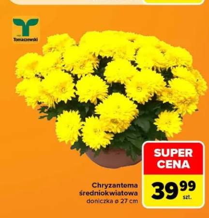 Chryzantema średniokwiatowa doniczka ø 27 cm Tomaszewski